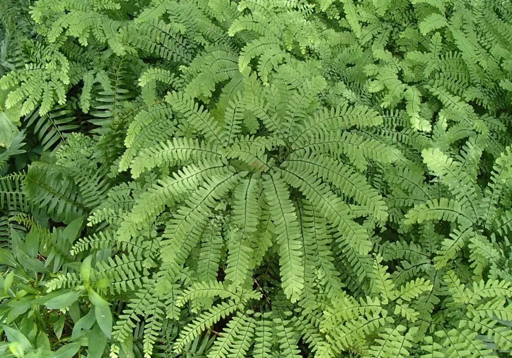 10 Maidenhair Fern Bare Roots - Adiantum pedatum Live Plants for Shade - Image 1