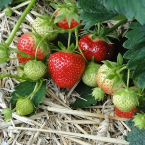 10 Mara Des Bois Strawberry Plants - Everbearing Bare Root - Image 1