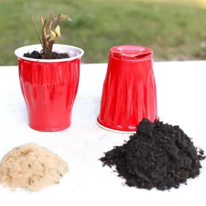 10 Mara Des Bois Strawberry Plants - Everbearing Bare Root - Image 4