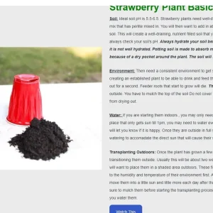 10 Mara Des Bois Strawberry Plants - Everbearing Bare Root - Image 5