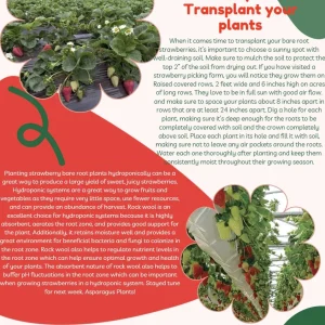 10 Mara Des Bois Strawberry Plants - Everbearing Bare Root - Image 9