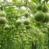 10 Martin Birdhouse Gourd Seeds - Heirloom Organic Non-GMO Vegetable Seeds - Image 1