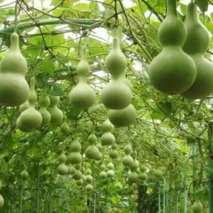 10 Martin Birdhouse Gourd Seeds - Heirloom Organic Non-GMO Vegetable Seeds - Image 1