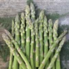 10 Mary Washington Asparagus Bare Roots - Heirloom Vegetable Plant for Garden - Image 1