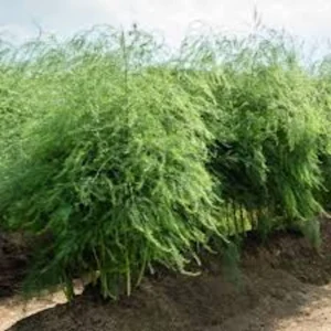 10 Mary Washington Asparagus Bare Roots - Heirloom Vegetable Plant for Garden - Image 2