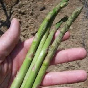 10 Mary Washington Asparagus Bare Roots - Heirloom Vegetable Plant for Garden - Image 4