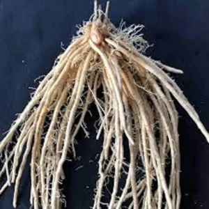 10 Millennium Asparagus Bare Roots - High-Yielding Perennial Vegetable Plant - Image 8