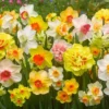 10 Mixed Double Trumpet Daffodil Bulbs - Pink, Yellow, Red, White Flowers for Garden - Image 1