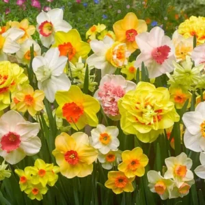 10 Mixed Double Trumpet Daffodil Bulbs - Pink, Yellow, Red, White Flowers for Garden - Image 1