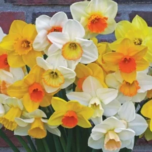 10 Mixed Double Trumpet Daffodil Bulbs - Pink, Yellow, Red, White Flowers for Garden - Image 7