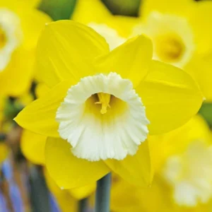 10 Mixed Double Trumpet Daffodil Bulbs - Pink, Yellow, Red, White Flowers for Garden - Image 8