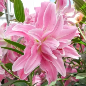 10 Mixed Lily Flower Bulbs - Oriental, Asiatic, Orienpet, Roselily, Tree Lilies - Image 4