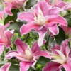 10 Mixed Lily Flower Bulbs - Oriental, Asiatic, Orienpet, Roselily, Tree Lilies - Image 7