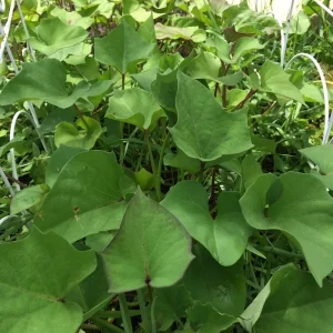 10 Molokai Purple Sweet Potato Slips - Organic Living Plants for Edible Garden - Image 4