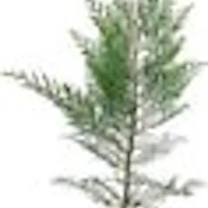 10 Murray Cypress Trees Live Evergreen Plants – Privacy Screen, 30-40 ft Tall - Image 2