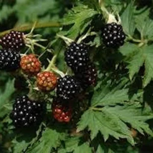 10 Natchez Blackberry Starter Plugs - Thornless Rubus 'Natchez' Live Plants - Image 7