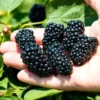 10 Navaho Blackberry Starter Plug Live Plants - Thornless Fruit Bush - Image 1