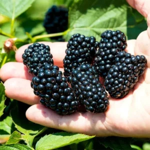 10 Navaho Blackberry Starter Plug Live Plants - Thornless Fruit Bush - Image 5