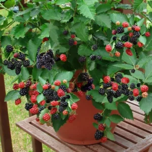 10 Navaho Blackberry Starter Plug Live Plants - Thornless Fruit Bush - Image 8