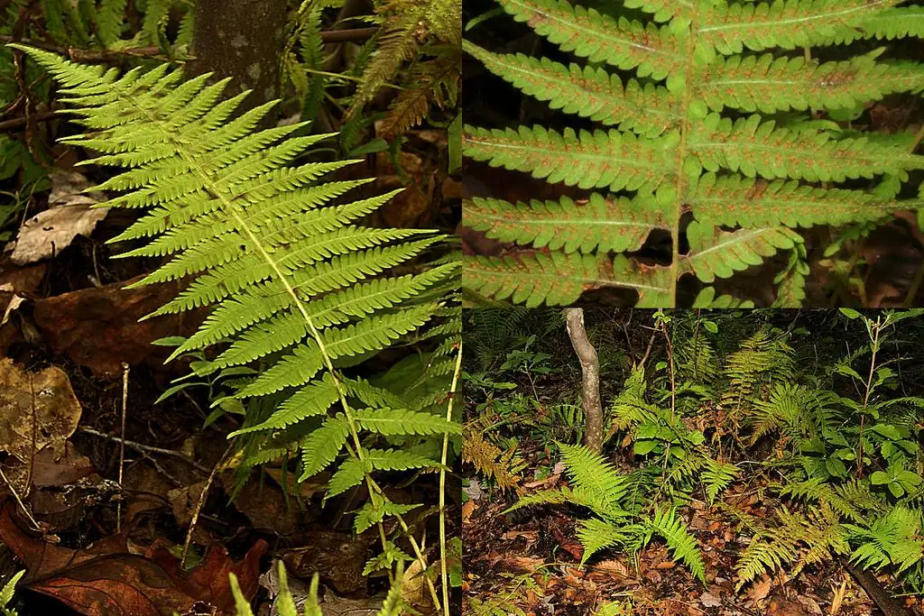 10 New York Fern Bare Roots - Thelypteris noveboracensis Perennial Outdoor Plant - Image 2