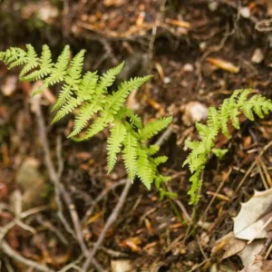 10 New York Fern Bare Roots - Thelypteris noveboracensis Perennial Outdoor Plant - Image 3