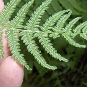 10 New York Fern Bare Roots - Thelypteris noveboracensis Perennial Outdoor Plant - Image 4