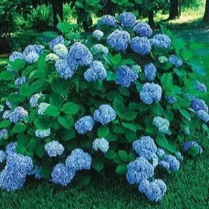 10 Nikko Blue Hydrangea Rooted Cuttings - Live Bare Root Plants 6-10 inches - Image 2