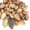 10 Northern Hardy Pecan Tree Seeds - Carya illinoinensis - Grow Your Own - Image 1