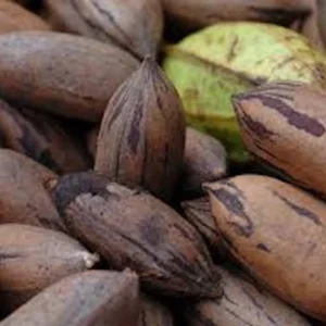 10 Northern Hardy Pecan Tree Seeds - Carya illinoinensis - Grow Your Own - Image 2