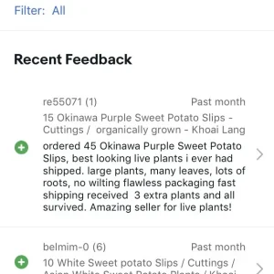 10 Okinawa Purple Sweet Potato Slips - Organic Plant Cuttings - Khoai Lang - Image 12