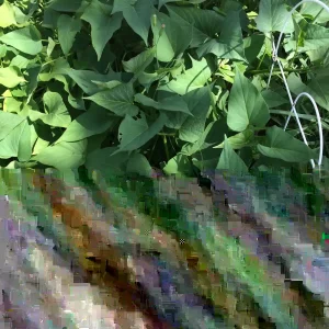 10 Okinawa Purple Sweet Potato Slips - Organic Plant Cuttings - Khoai Lang - Image 2