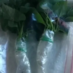 10 Okinawa Purple Sweet Potato Slips - Organic Plant Cuttings - Khoai Lang - Image 6