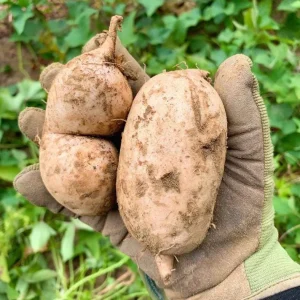 10 Okinawa Purple Sweet Potato Slips - Well Rooted Live Plant Starters - Image 2
