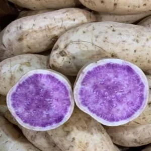 10 Okinawa Purple Sweet Potato Slips - Well Rooted Live Plant Starters - Image 1