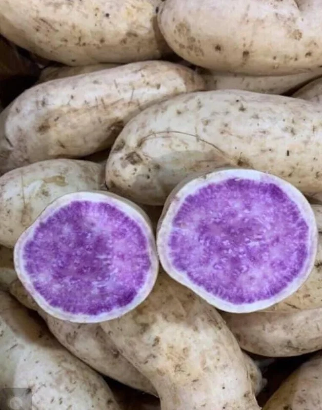 10 Okinawa Purple Sweet Potato Slips - Well Rooted Live Plant Starters - Image 1
