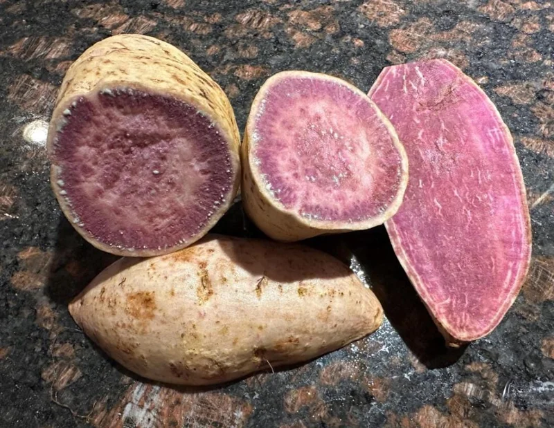 10 Okinawa Purple Sweet Potato Slips - Well Rooted Live Plant Starters - Image 3
