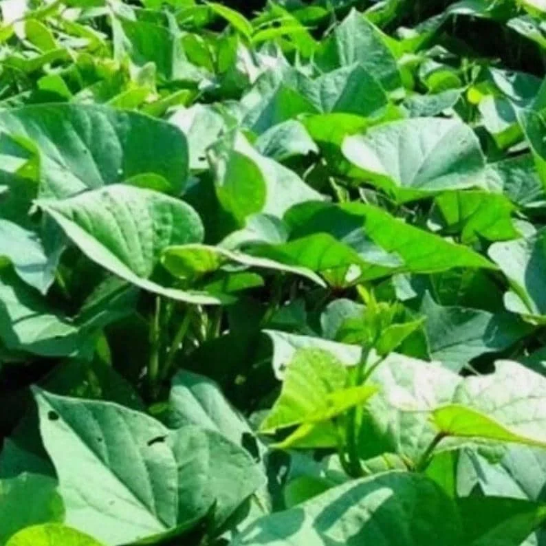 10 Okinawa Purple Sweet Potato Slips - Well Rooted Live Plant Starters - Image 5