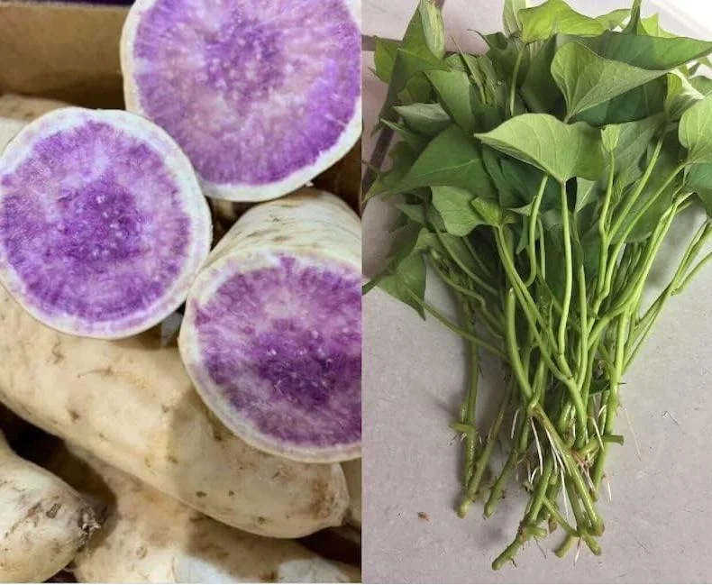 10 Okinawa Purple Sweet Potato Slips - Well Rooted Live Plant Starters - Image 6
