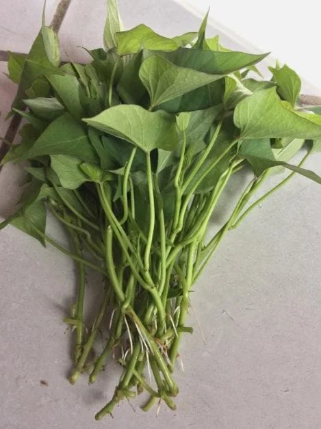 10 Okinawa Purple Sweet Potato Slips - Well Rooted Live Plant Starters - Image 7