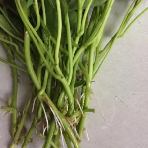 10 Okinawa Purple Sweet Potato Slips - Well Rooted Live Plant Starters - Image 8