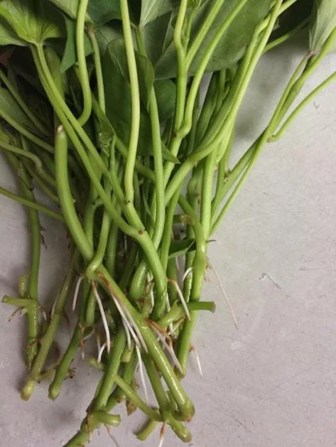 10 Okinawa Purple Sweet Potato Slips - Well Rooted Live Plant Starters - Image 8