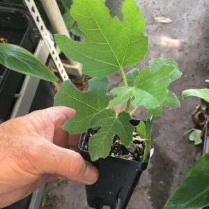 10 Olympian Fig Tree Starter Plugs – Cold Hardy Sweet Purple Fruit Live Plant – Zone 6-10 - Image 5