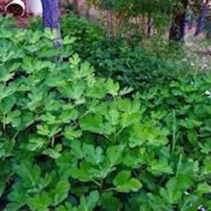 10 Olympian Fig Tree Starter Plugs – Cold Hardy Sweet Purple Fruit Live Plant – Zone 6-10 - Image 6