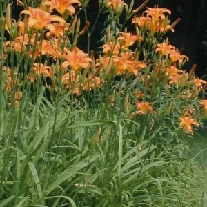 10 Orange Daylily Bare Root Perennial Plants – Easy to Grow Flowers - Image 3