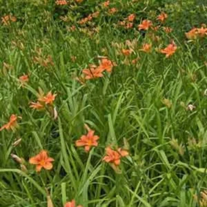 10 Orange Daylily Bare Root Perennial Plants – Easy to Grow Flowers - Image 4