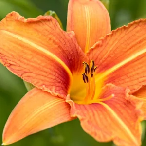 10 Orange Daylily Bare Root Perennial Plants – Easy to Grow Flowers - Image 7