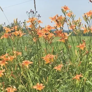 10 Orange Daylily Bare Root Perennial Plants – Easy to Grow Flowers - Image 9
