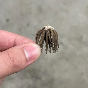 10 Orange Ranunculus Bulbs - Perennial Flower Bulbs for Garden & Cut Flowers - Image 4