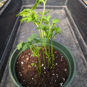 10 Orange Ranunculus Bulbs - Perennial Flower Bulbs for Garden & Cut Flowers - Image 7