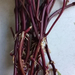 10 Orange Sweet Potato Slips - Copper Jewel Cuttings for Planting - Image 3